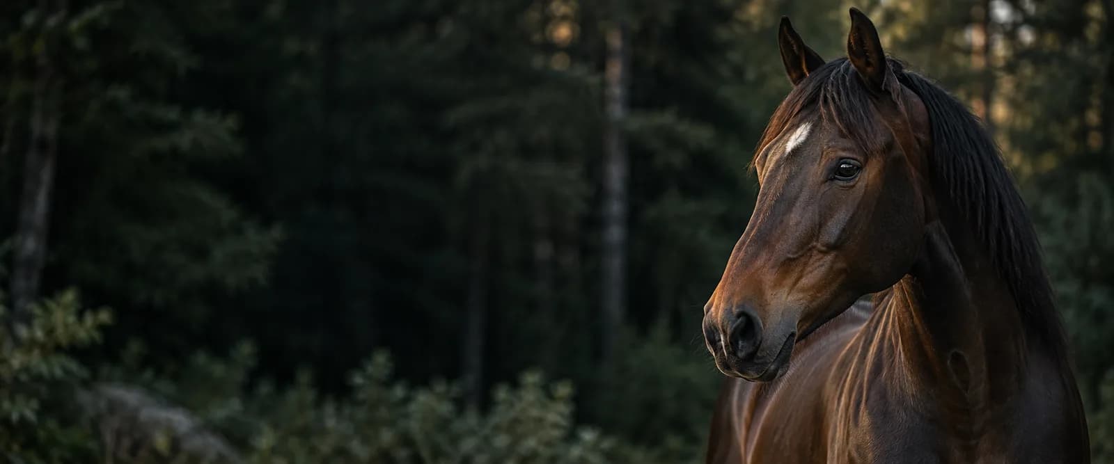 Profil konia Alaska
